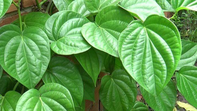 Điều trị bằng lá trầu không