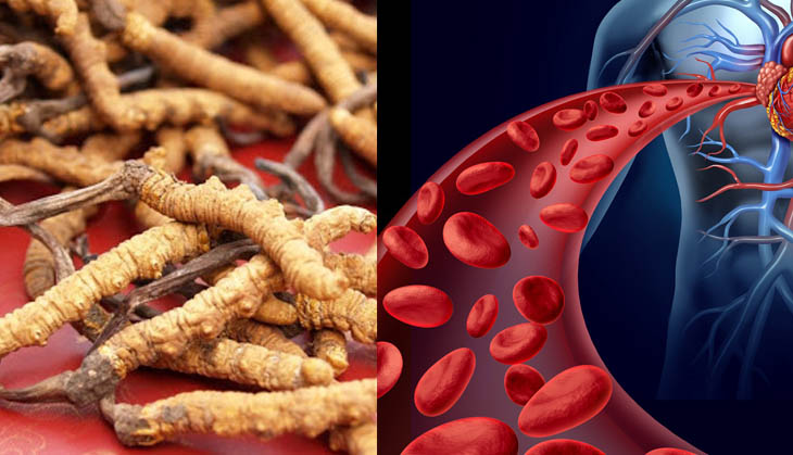 các tác dụng của đông trùng hạ thảo với phụ nữ - điều hòa lượng cholesterol trong máu