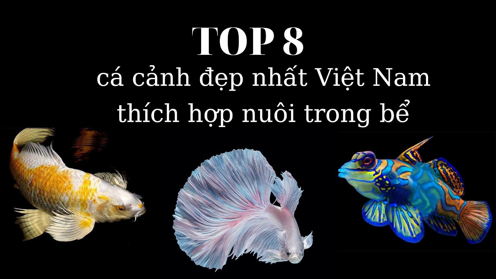 [Mẹo] 8 loài cá cảnh đẹp nhất Việt Nam cho anh em ngắm