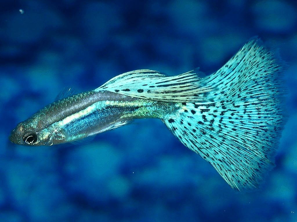 Top 55+ về hình nền cá guppy hay nhất - cdgdbentre.edu.vn