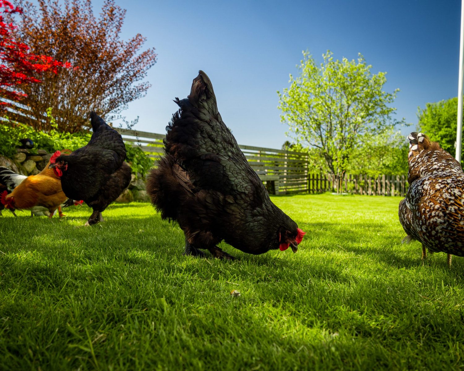Langshan Chicken - Breed Profile - Backyard Poultry