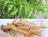 Top 5+ Cây Thuốc Tăng Kích Thước Cậu Nhỏ Hiệu Quả